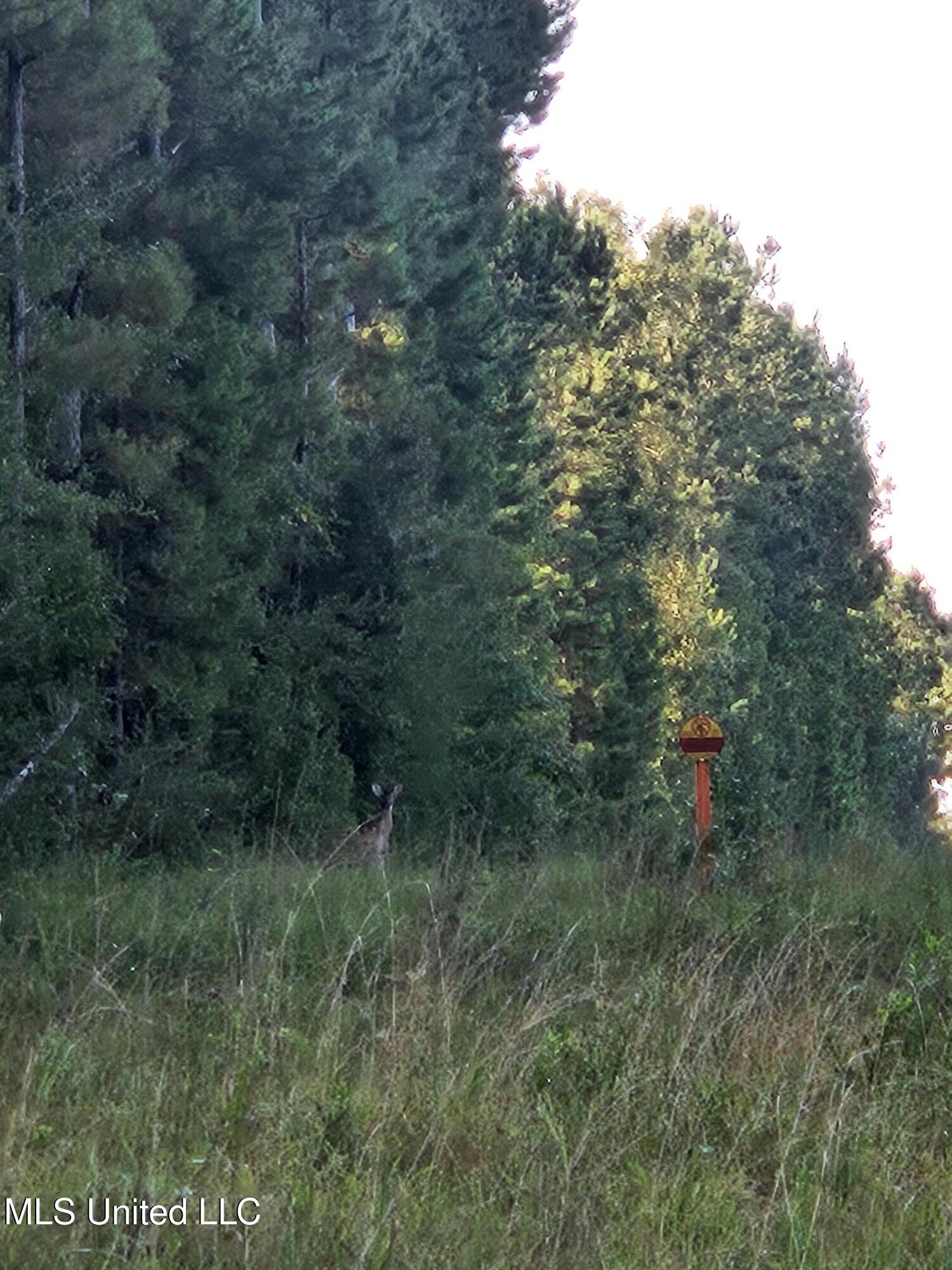 Ben Byrd Road Lumberton, MS 39455 - Photo 28 of 57 20250816_081525