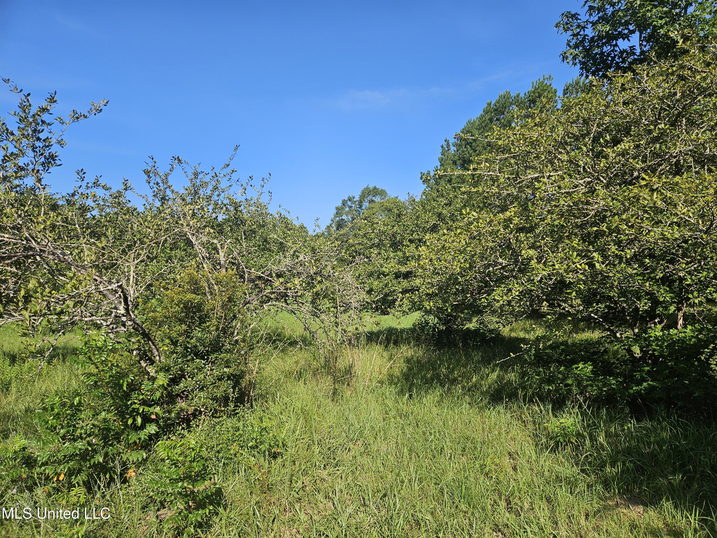 Ben Byrd Road Lumberton, MS 39455 - Photo 44 of 57 20250816_091824