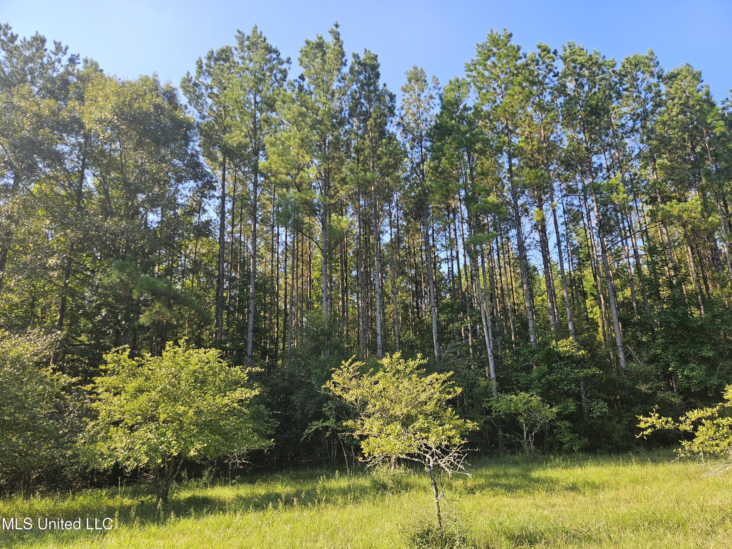 Ben Byrd Road Lumberton, MS 39455 - Photo 46 of 57 20250816_091904