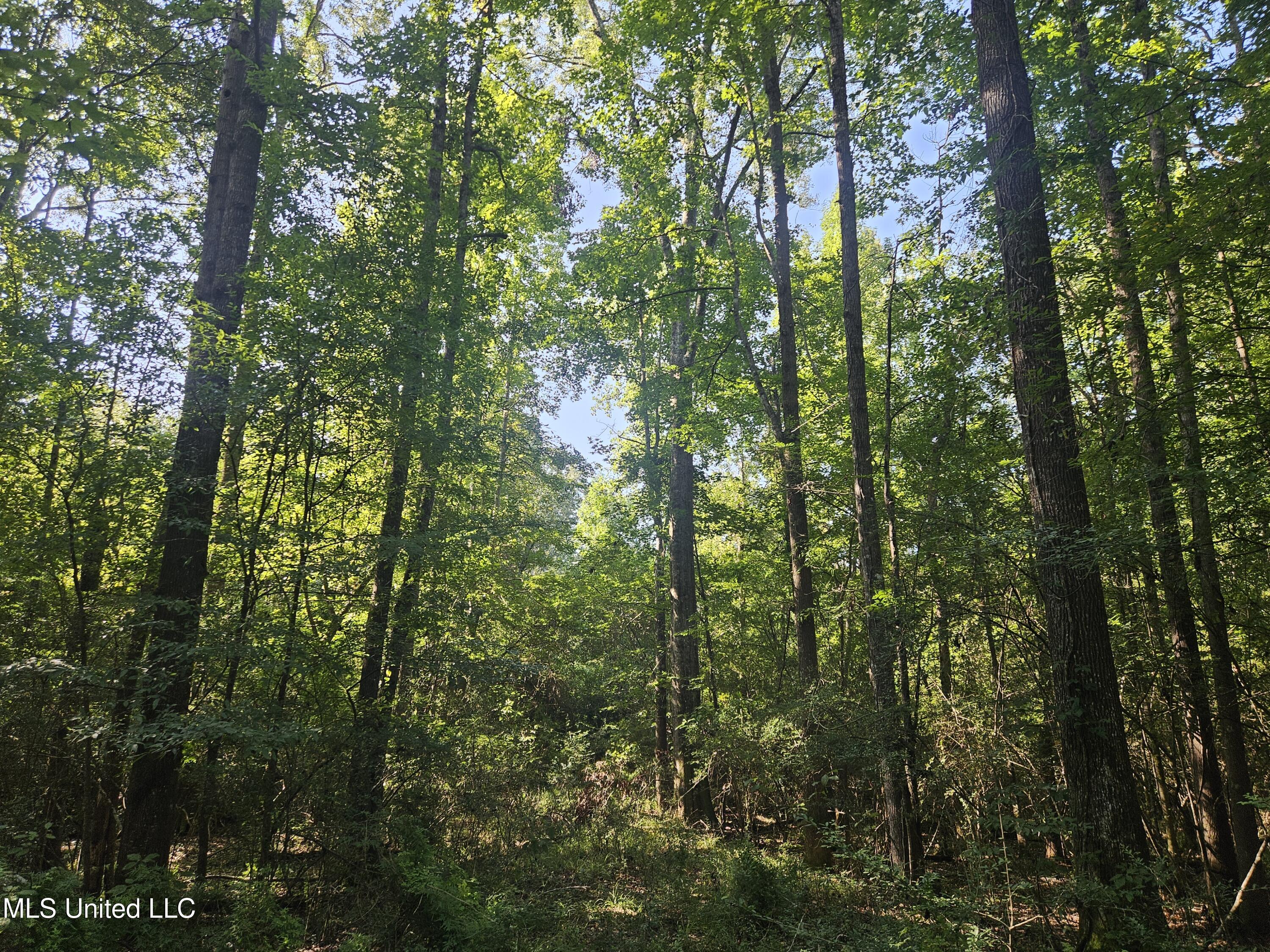 Ben Byrd Road Lumberton, MS 39455 - Photo 53 of 57 20250816_092754
