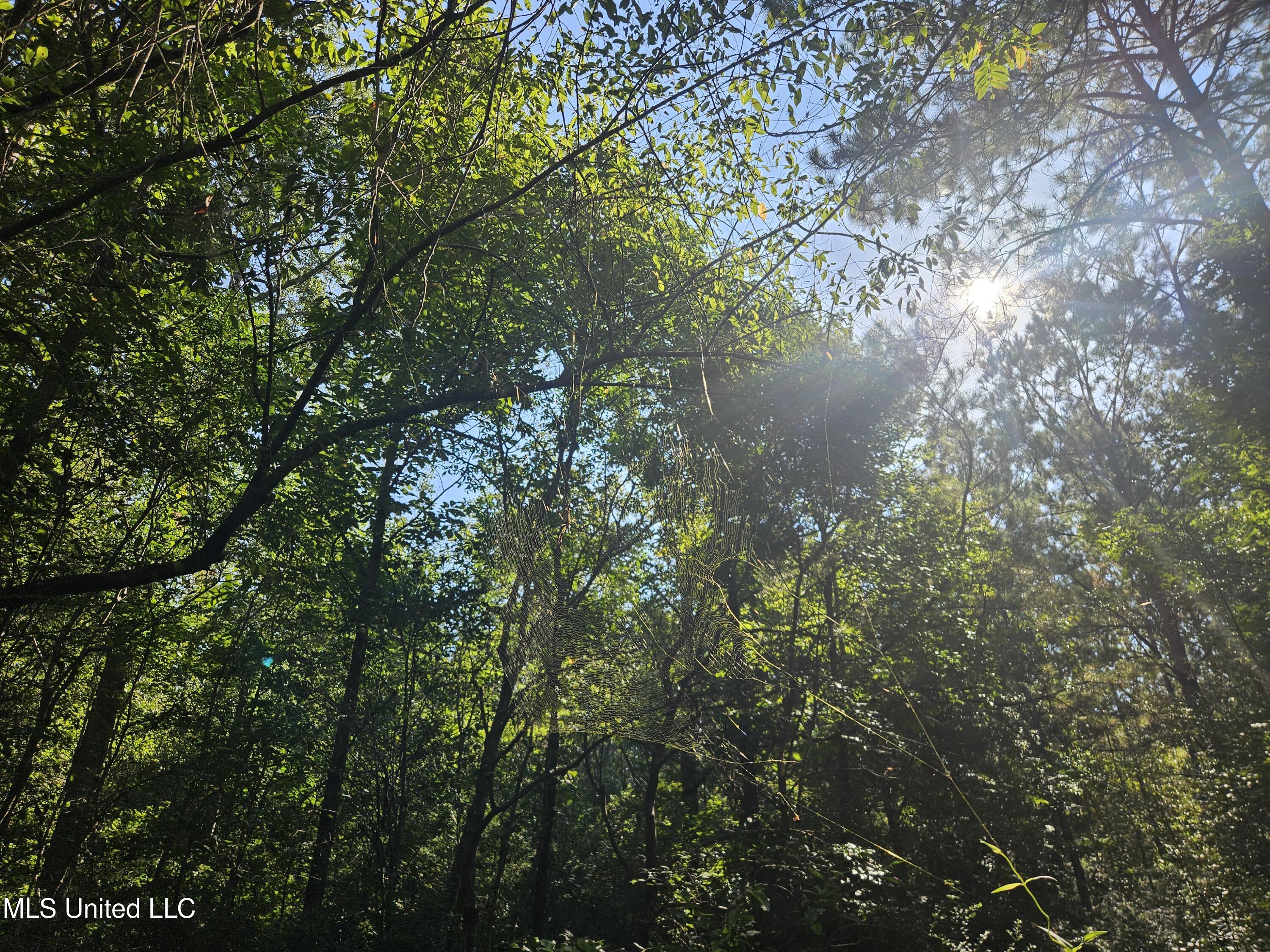 Ben Byrd Road Lumberton, MS 39455 - Photo 55 of 57 20250816_093004