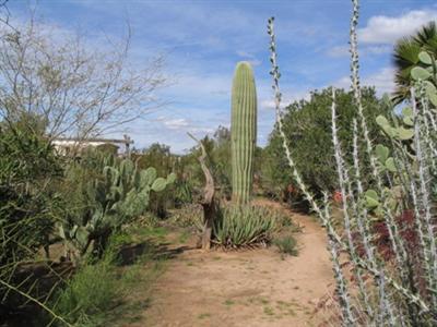 11095 West Massingale Road Tucson, AZ 85743 - Photo 4 of 9