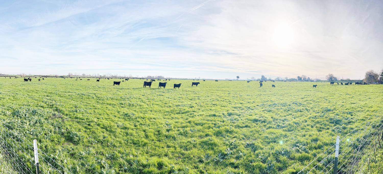 15731 Andrus Island Road Isleton, CA 95641 - Photo 35 of 40 a view of a green field with lots of bushes
