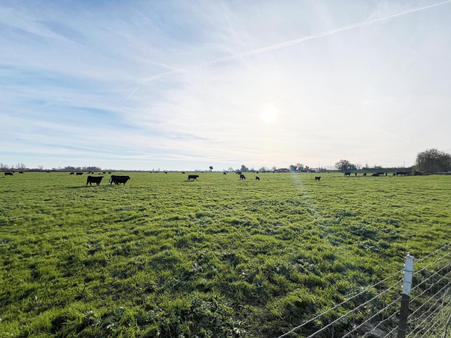 15731 Andrus Island Road Isleton, CA 95641 - Photo 37 of 40 a view of a green field with lots of green space