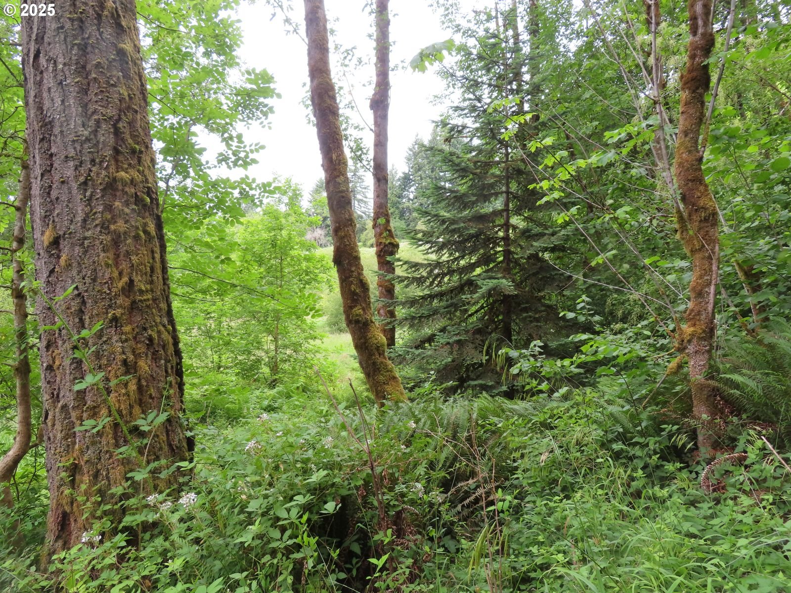 21720 Zenkner Valley Road Centralia, WA 98531 - Photo 7 of 17
