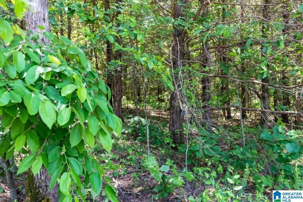Corner Mountain Road Carbon Hill, AL 35549 - Photo 1 of 8