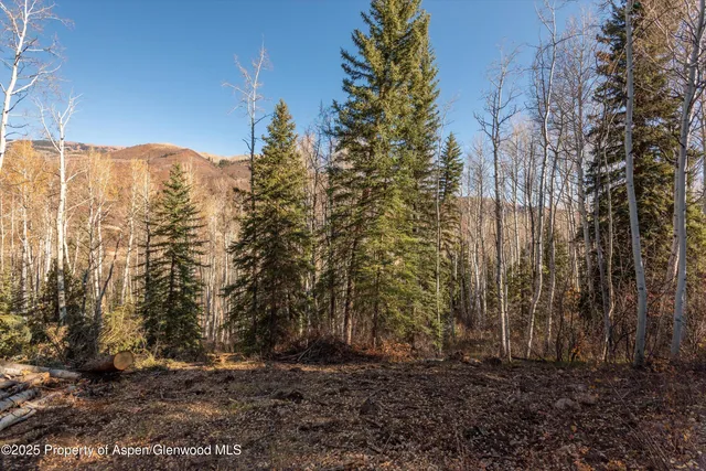 a view of a yard with a tree