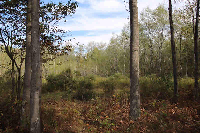 0 North County Line Road Clare, MI 48617 - Photo 5 of 10