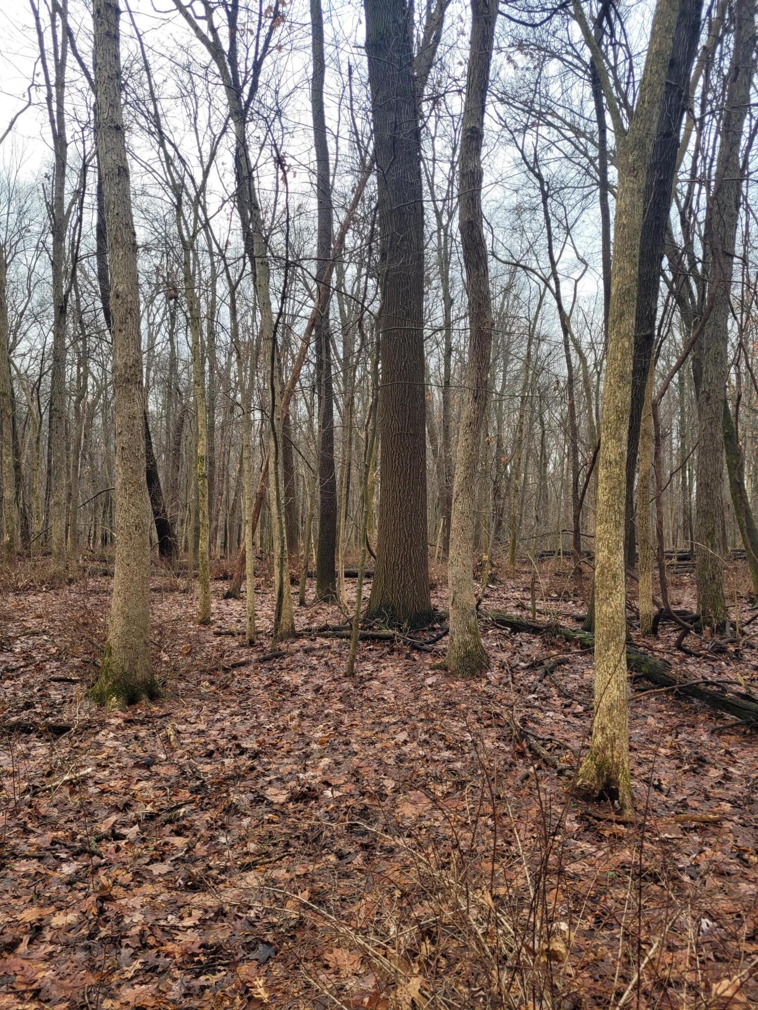 Coohon Road Colon, MI 49040 - Photo 11 of 26 20260107_150521