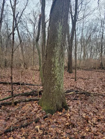 $599,000 | Coohon Road, Colon, MI 49040