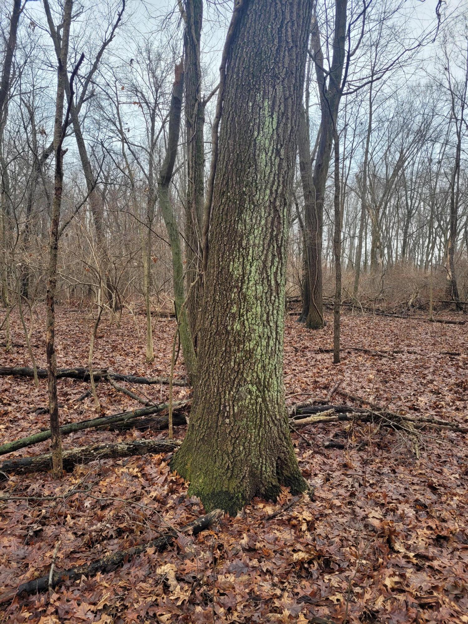 Coohon Road Colon, MI 49040 - Photo 19 of 26 20260107_151033