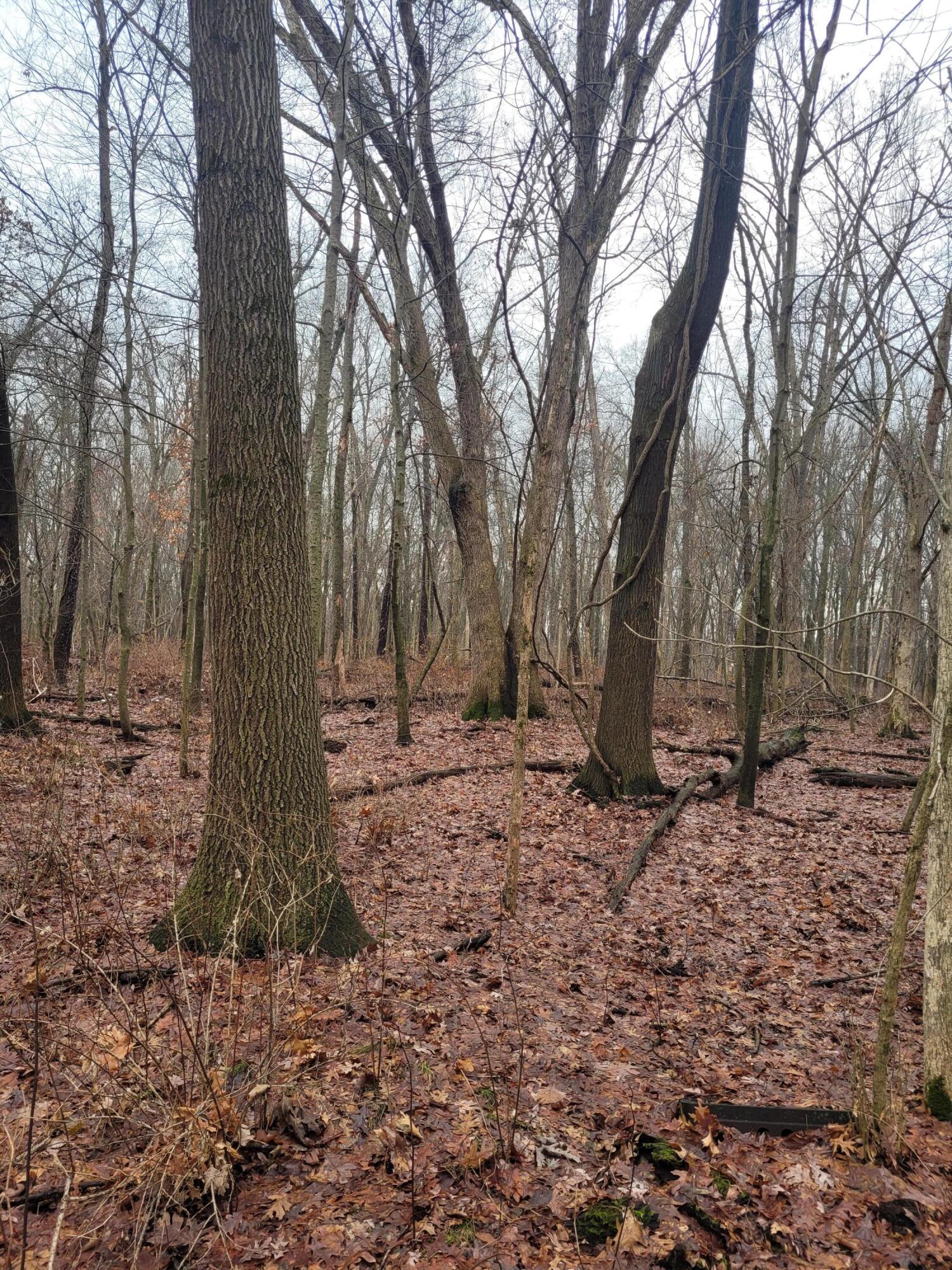 Coohon Road Colon, MI 49040 - Photo 9 of 26 20260107_150743