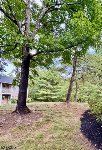 a view of a yard with plants and a tree