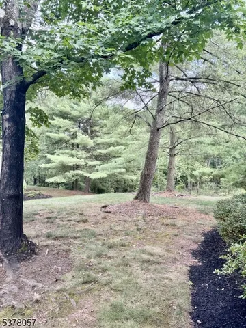 a view of a yard with a tree