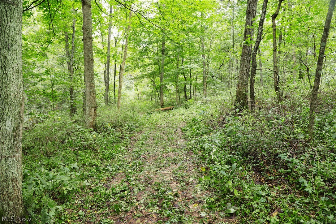212 Township Road Fresno, OH 43824 - Photo 27 of 50 Wooded acreage with mature trees and a natural ground cover