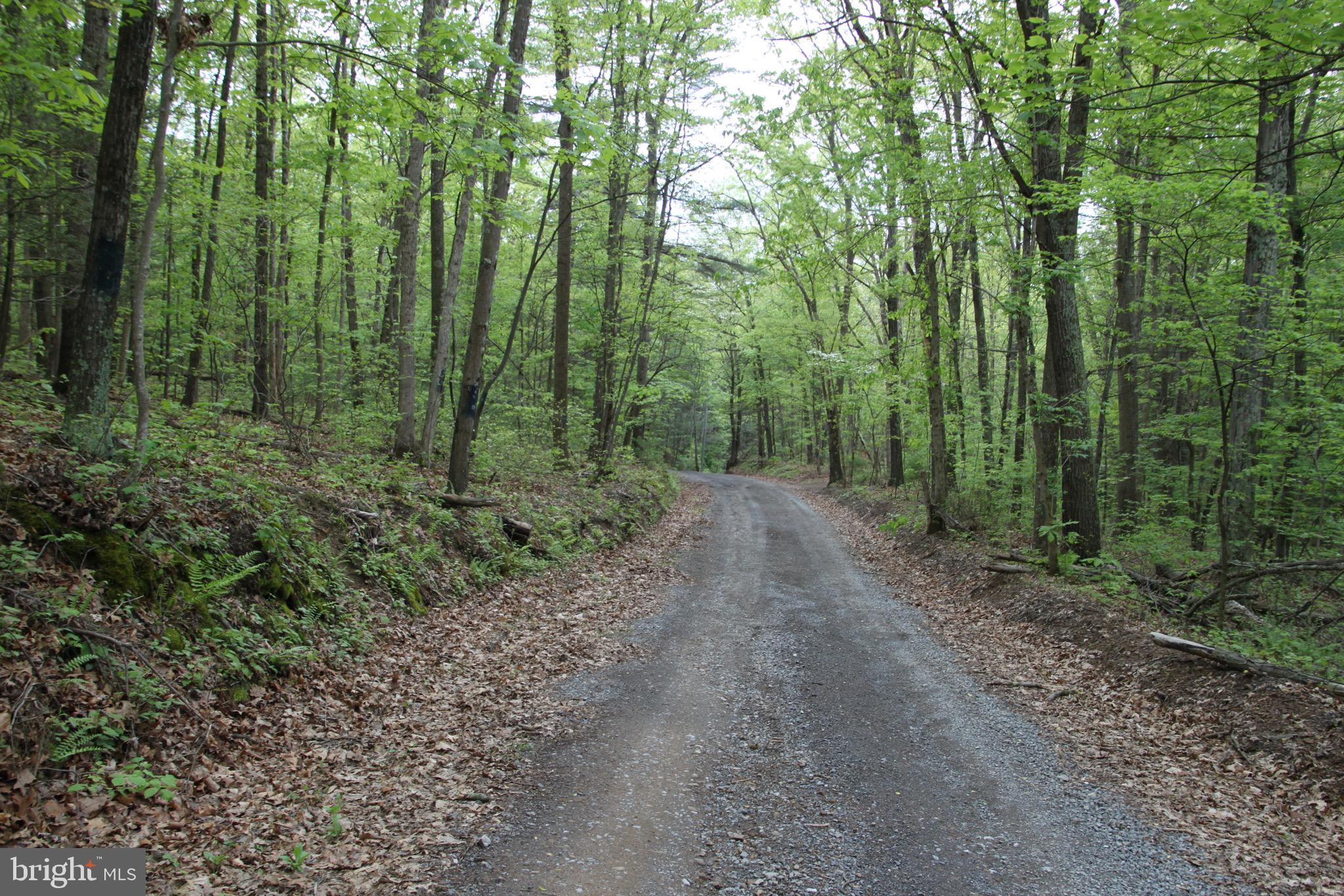 Slabtown Road Hancock, MD 21750 - Photo 13 of 20 a view of a forest with trees