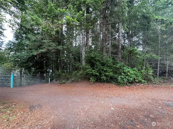 a view of a forest with trees in the background