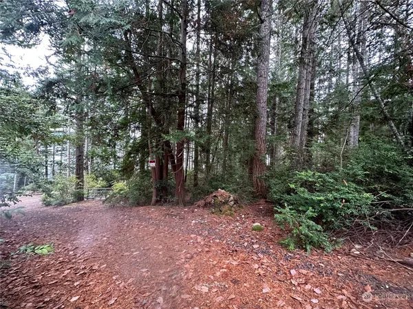 a view of a forest with trees in the background