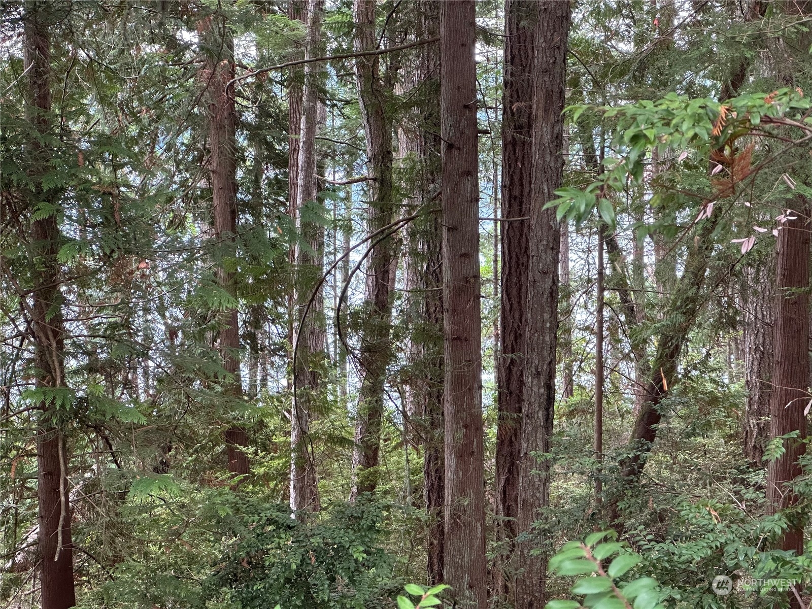 0 Misery Point Road Northwest Seabeck, WA 98380 - Photo 4 of 7 a view of forest
