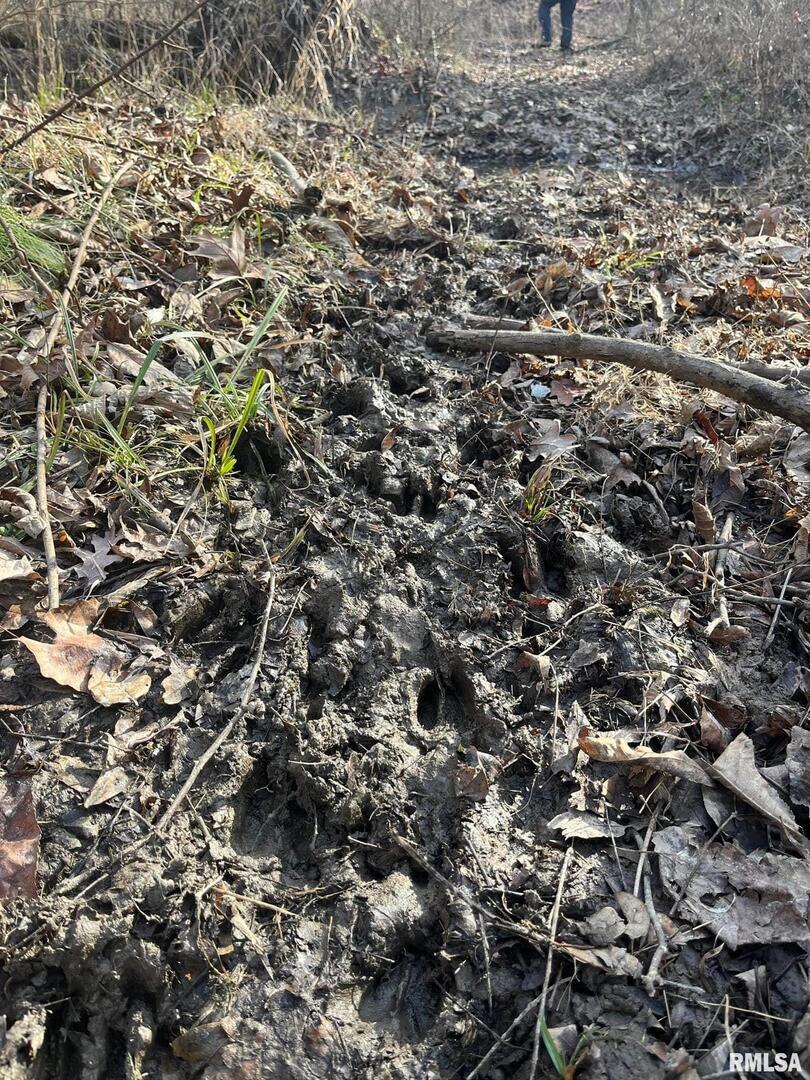 0 East Beal Road Mount Vernon, IL 62864 - Photo 11 of 45 a view of a dry yard with lots of trees