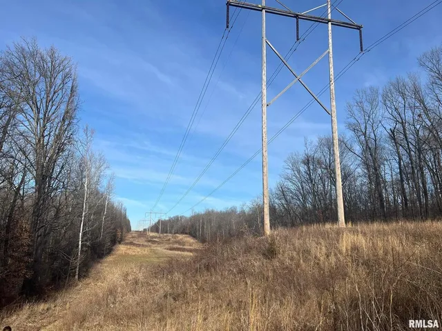 a view of a forest filled with trees