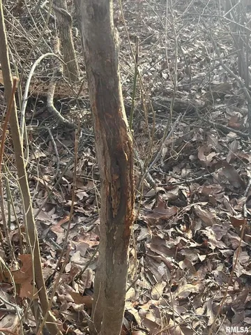 a view of backyard with large trees