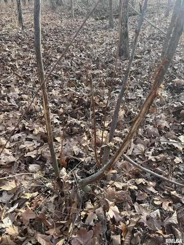 a view of a dry yard