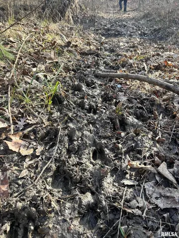 a view of backyard with green space