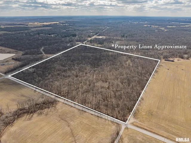 a view of backyard with trees