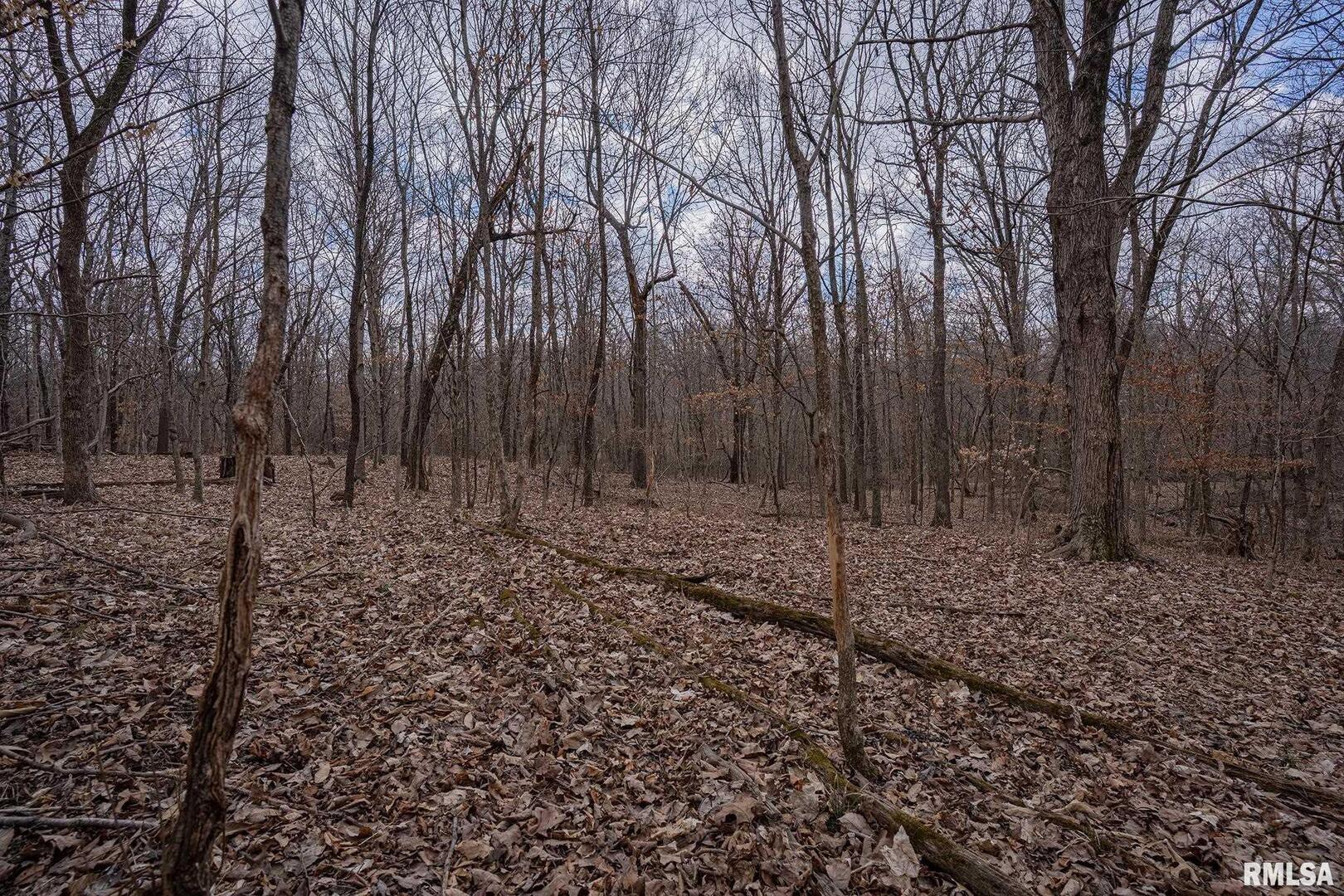 0 East Beal Road Mount Vernon, IL 62864 - Photo 27 of 45 a view of a forest filled with trees