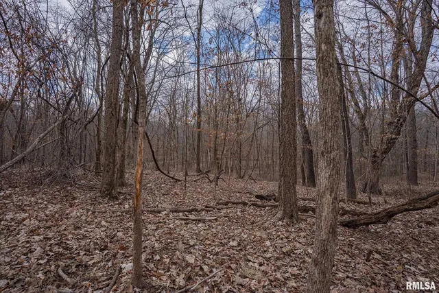 a view of a yard with trees