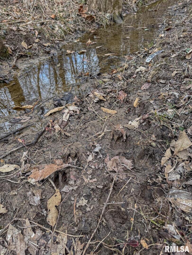 0 East Beal Road Mount Vernon, IL 62864 - Photo 32 of 45 a view of a dry yard with lots of trees