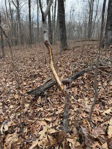 0 East Beal Road, Mount Vernon, IL 62864