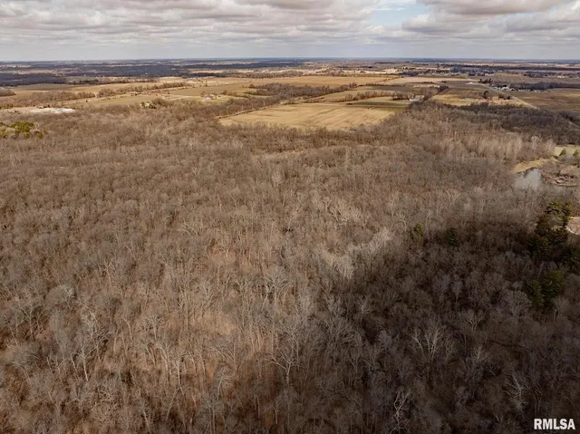 a view of a dry yard with lots of trees
