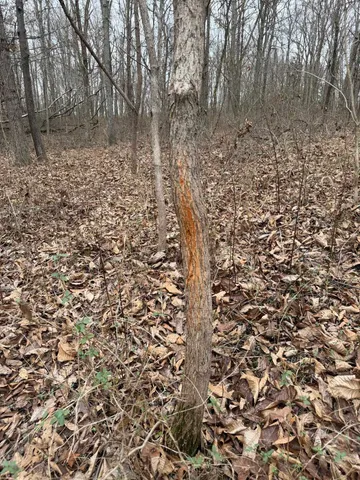 0 East Beal Road, Mount Vernon, IL 62864