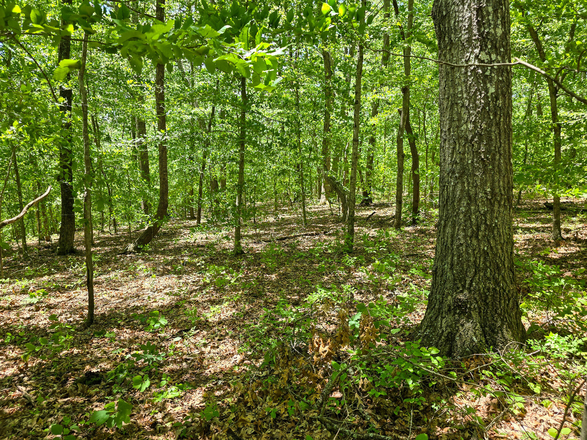 9999 Walter Huff Road Liberty, KY 42539 - Photo 15 of 42 20250517_135104