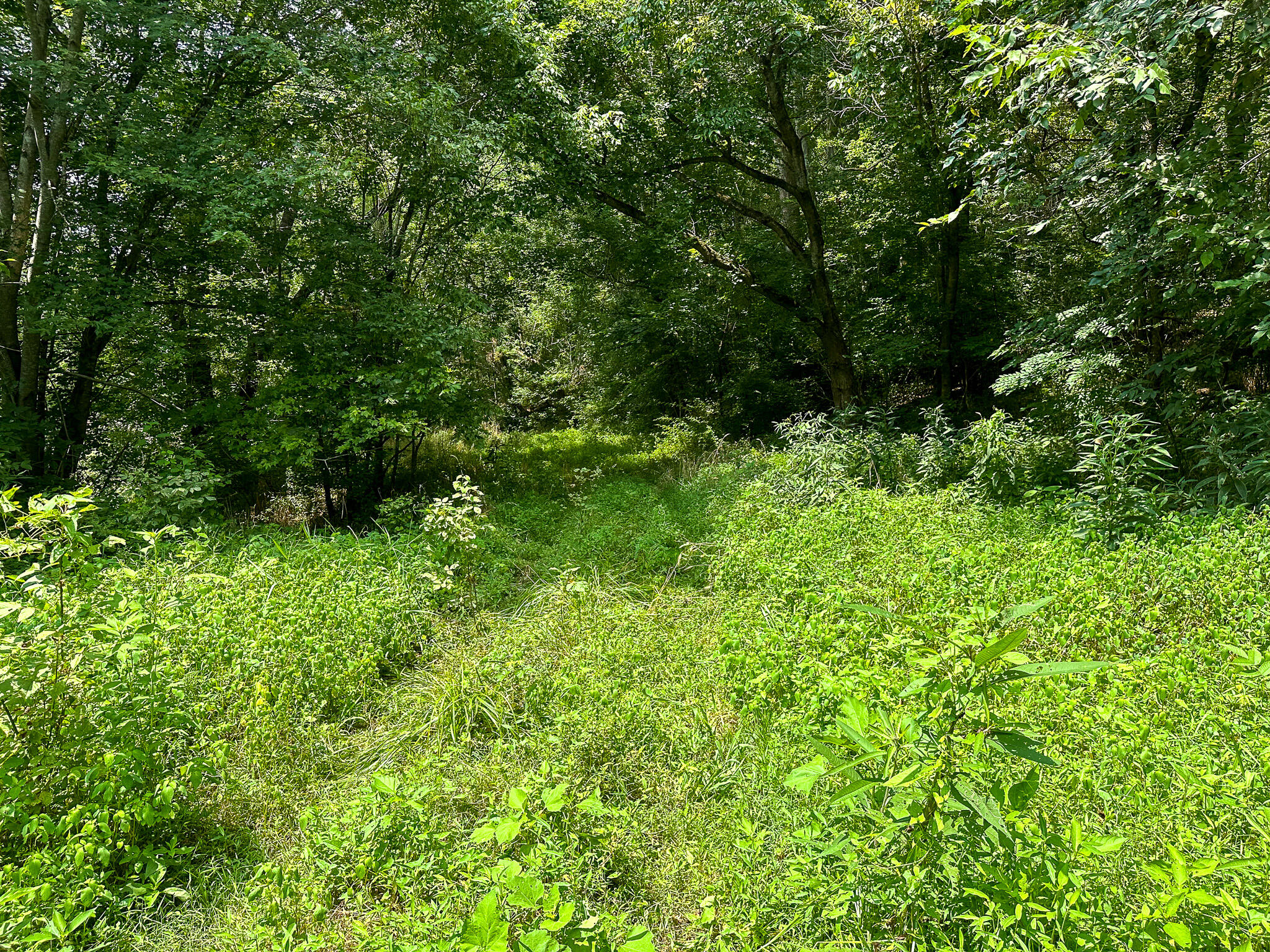 0 Abners Mill Road Ewing, KY 41039 - Photo 86 of 122 IMG_4335