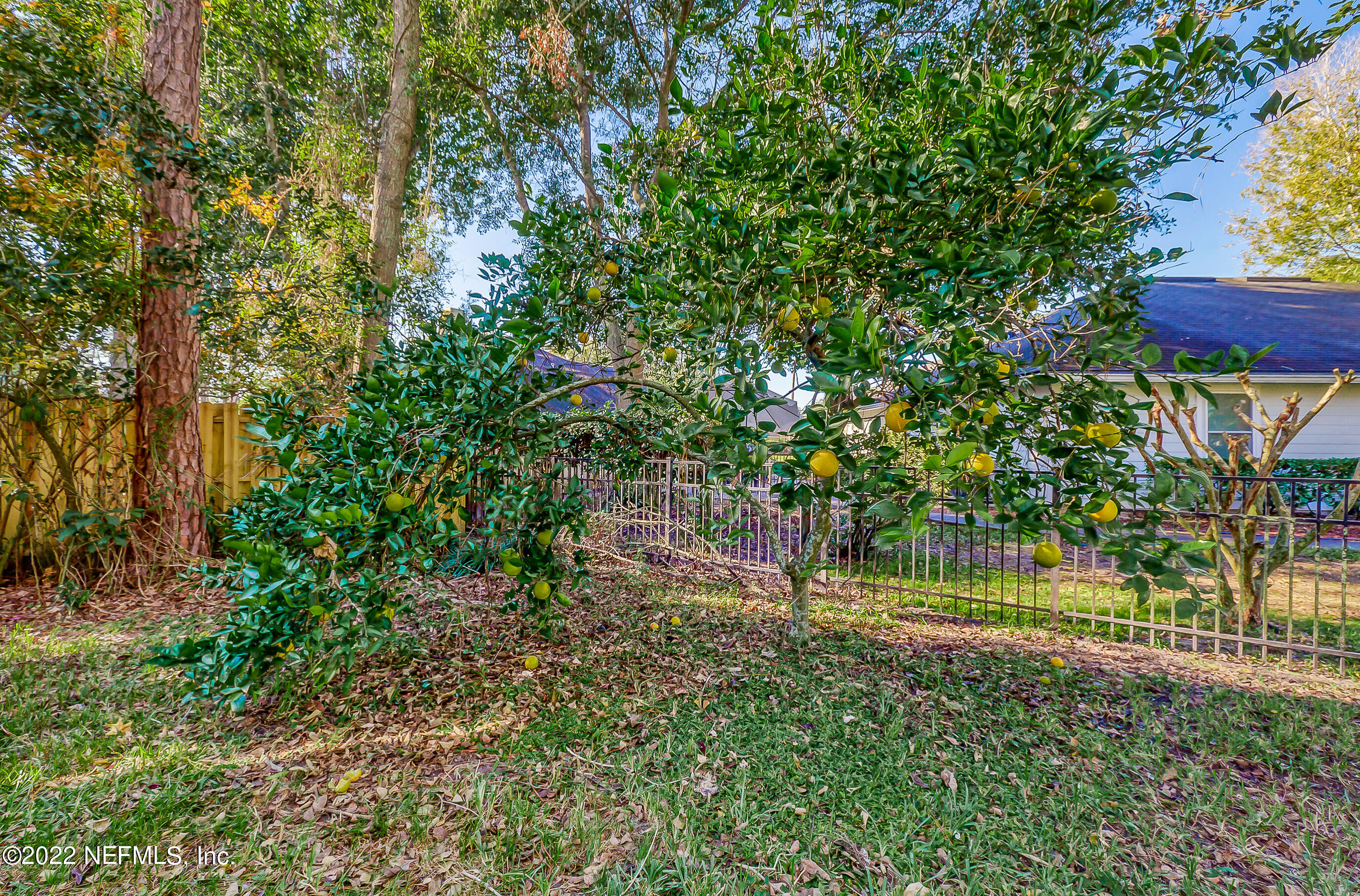 2004 Water Crest Drive Fleming Island, FL 32003 - Photo 45 of 51 a view of a yard with a tree