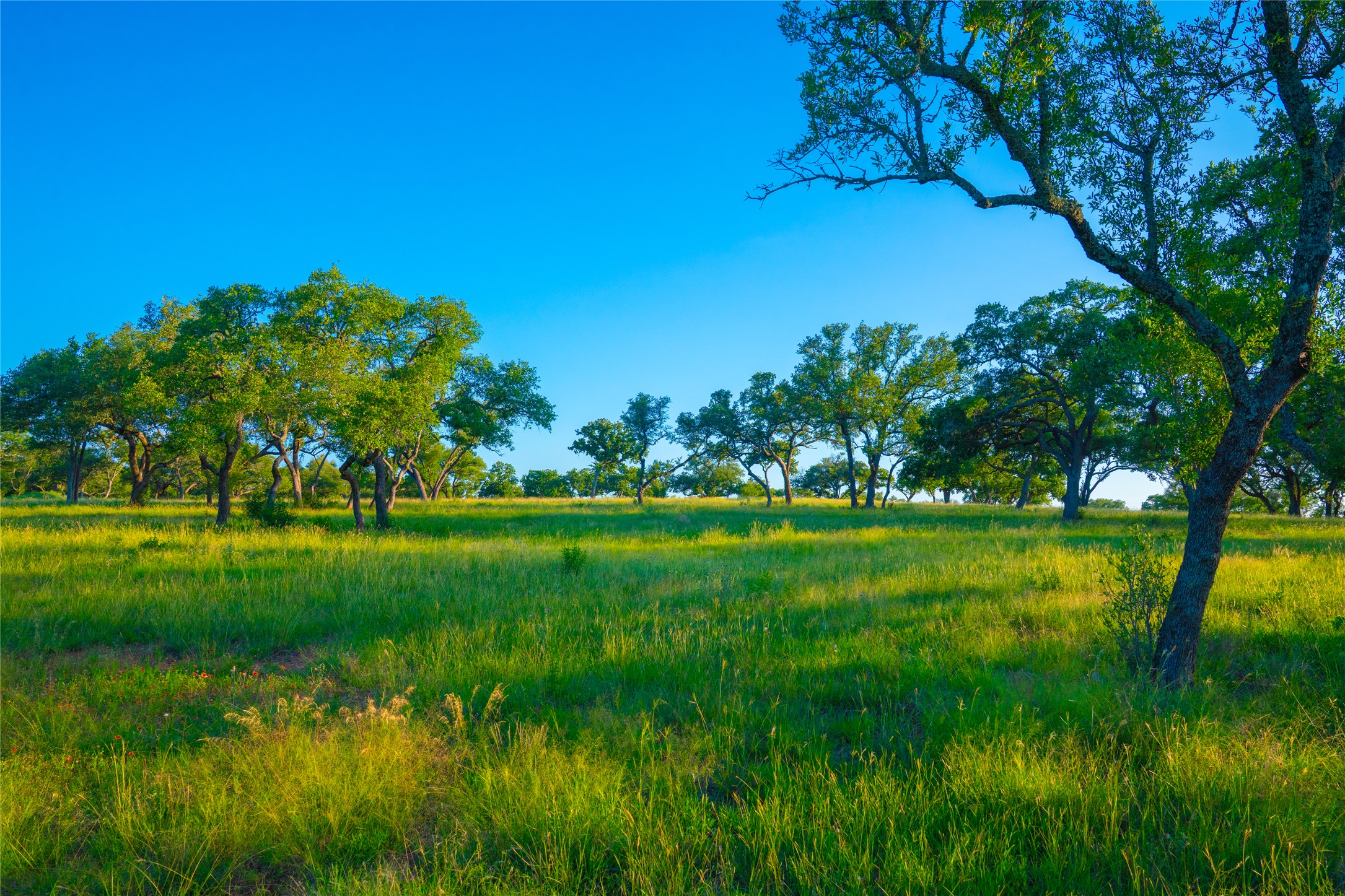 0 Creekside Ranch Johnson City, TX 78636 - Photo 14 of 14 Green pastures and mature trees stretch beneath a clear blue sky.