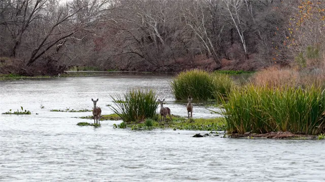 $2,100,000 | 256 Greasy Bend Road, Smithville, TX 78957