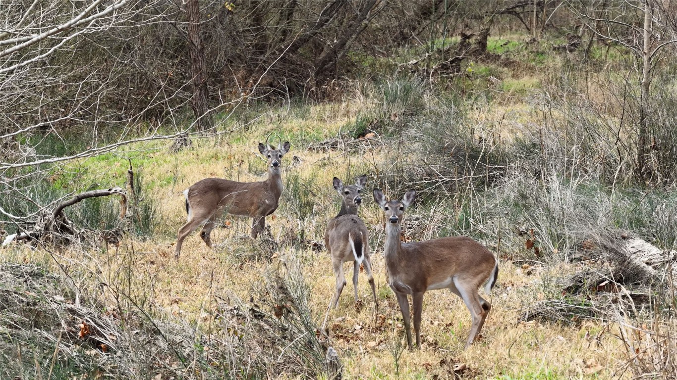 256 Greasy Bend Road Smithville, TX 78957 - Photo 17 of 36 Exterior view