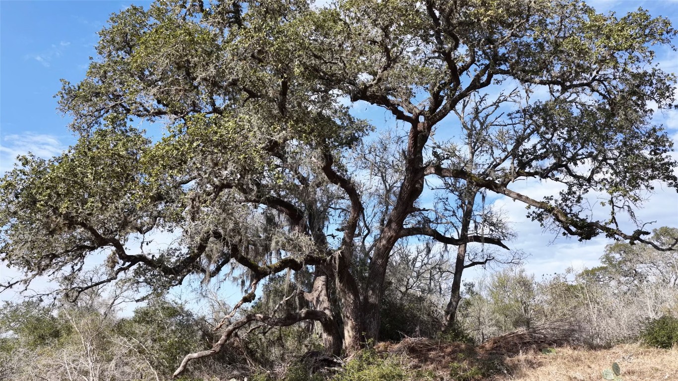 256 Greasy Bend Road Smithville, TX 78957 - Photo 24 of 36 View of undeveloped land