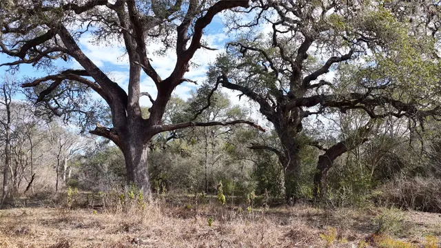 $2,100,000 | 256 Greasy Bend Road, Smithville, TX 78957