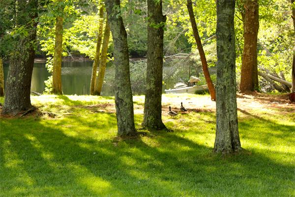 689 Walnut Plain Road Rochester, MA 02770 - Photo 21 of 22 a view of yard with trees