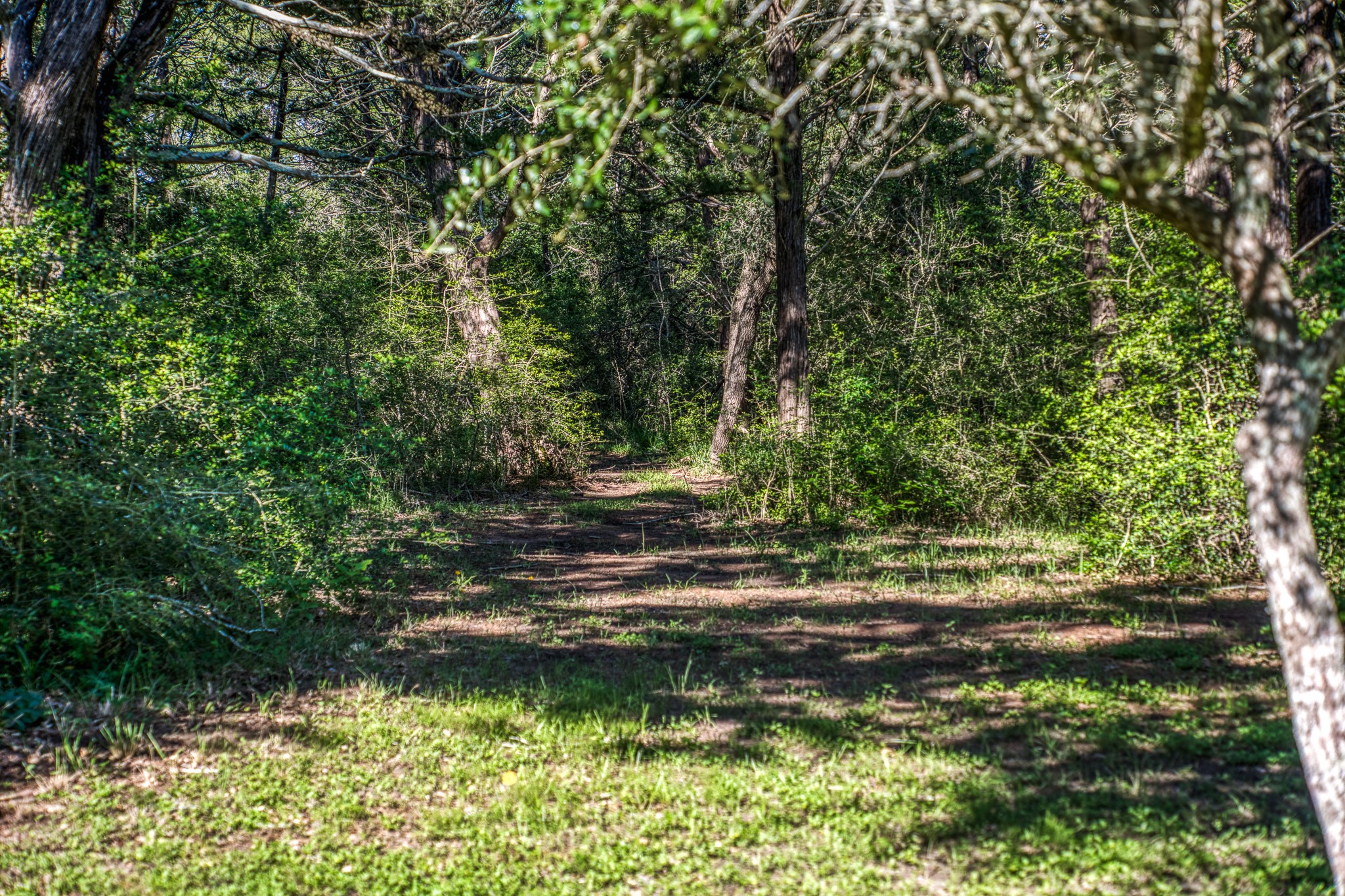 1017 Allen Road Cat Spring, TX 78933 - Photo 44 of 47 a view of backyard with green space