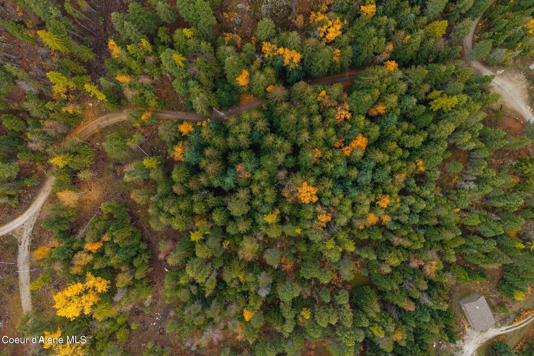 Rogers Road Sandpoint, ID 83864 - Photo 16 of 37 Treed Property