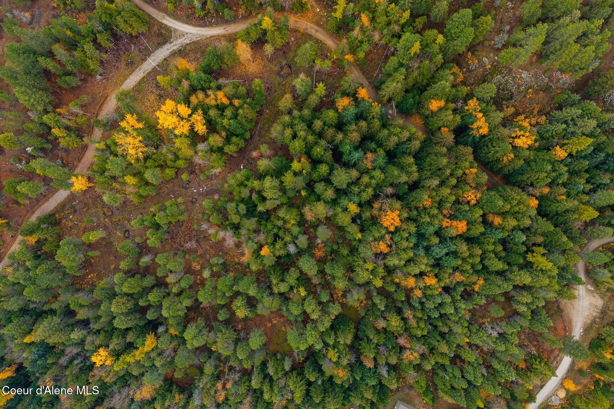 Rogers Road Sandpoint, ID 83864 - Photo 19 of 37 Treed Property