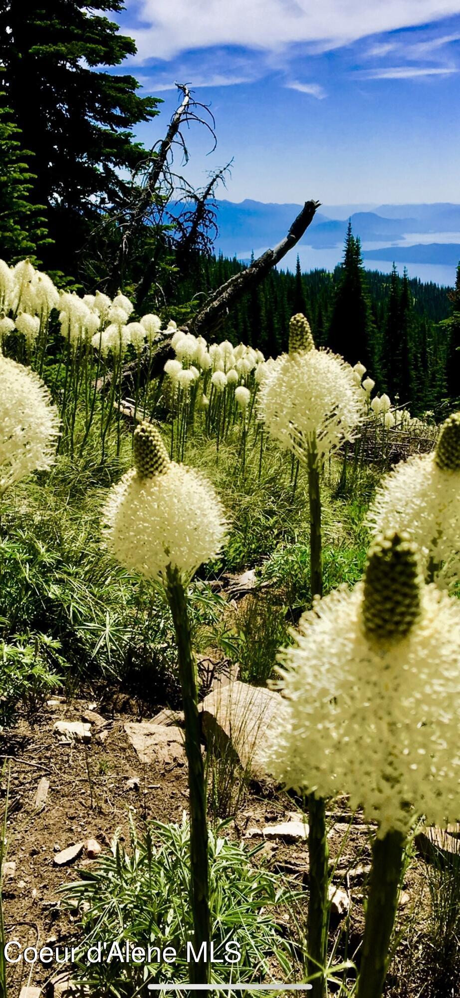 Rogers Road Sandpoint, ID 83864 - Photo 37 of 37 Diverse Nature