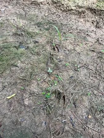 $325,000 | 0 Passman Road, Loranger, LA 70446