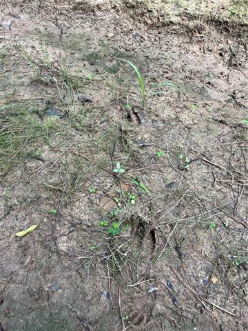 0 Passman Road Loranger, LA 70446 - Photo 14 of 17